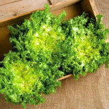 Heirloom Organic Green Curled Ruffec Endive Seeds aka Chicory Seeds, Pack of 50