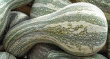 Heirloom Organic Green Striped Cushaw Pumpkin Seeds