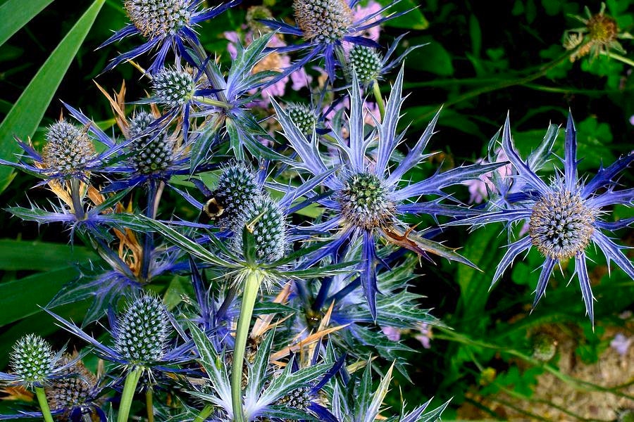Heirloom Organic Blue Sea Holly Flower Seeds, Pack of 20