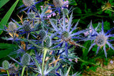 Heirloom Organic Blue Sea Holly Flower Seeds, Pack of 20