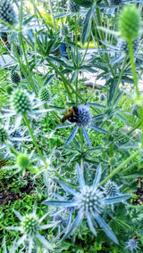 Heirloom Organic Blue Sea Holly Flower Seeds, Pack of 20