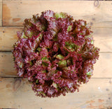 Heirloom Organic New Red Fire Lettuce Seeds