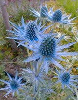Heirloom Organic Blue Sea Holly Flower Seeds, Pack of 20