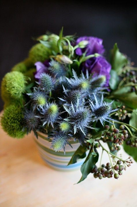 Heirloom Organic Blue Sea Holly Flower Seeds, Pack of 20