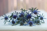 Heirloom Organic Blue Sea Holly Flower Seeds, Pack of 20