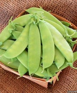 Heirloom Organic Mammoth Melting Snow Pea Seeds, Pack of 20