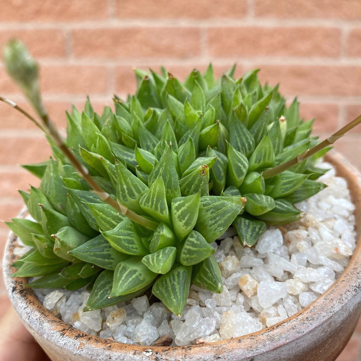 Haworthia Retusa Star Cactus Plant