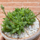 Haworthia Retusa Star Cactus Plant