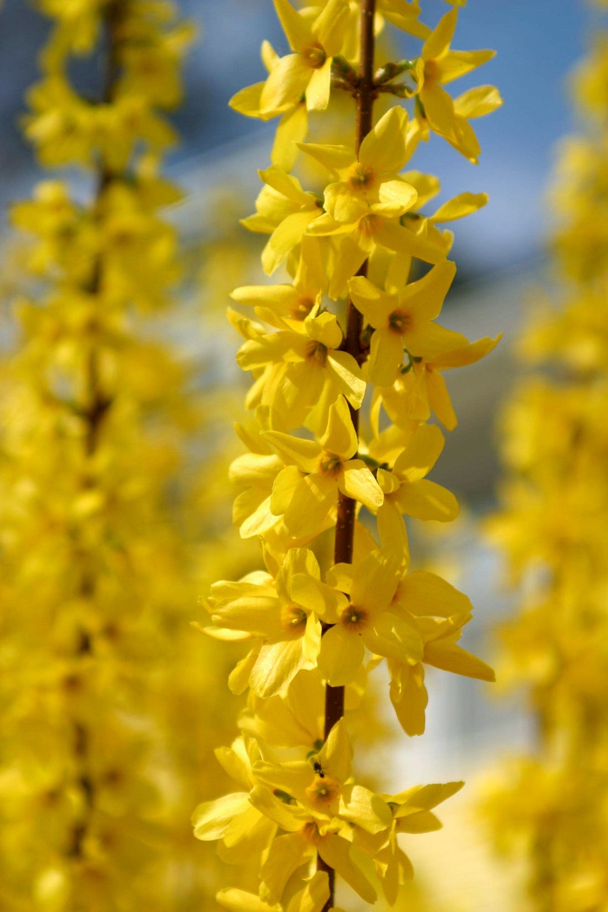 Yellow Forsythia Lynwood Variety Shrub