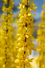 Yellow Forsythia Lynwood Variety Shrub