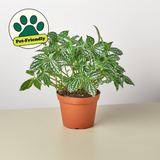 Aluminum Pilea Plant