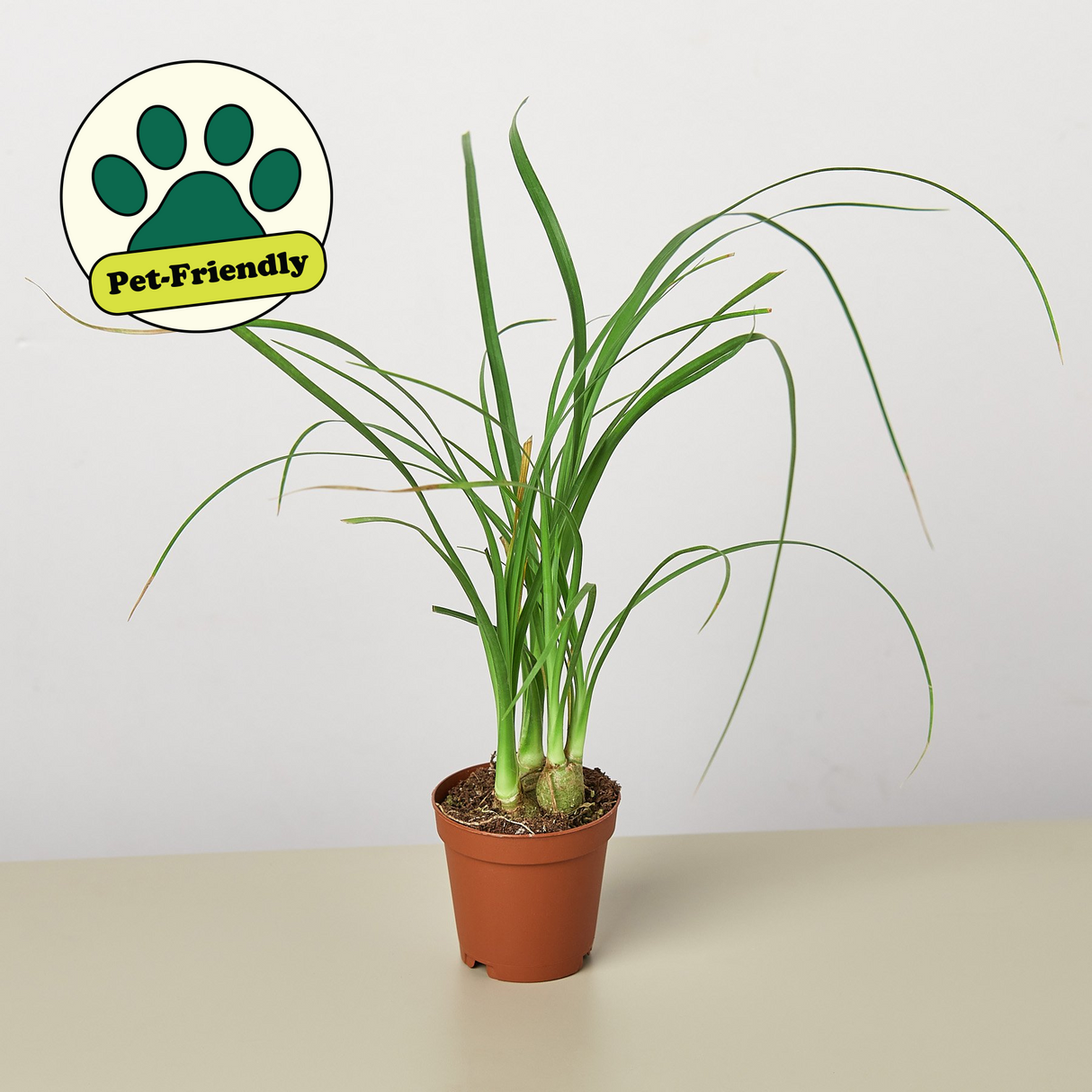 Ponytail Palm Plant