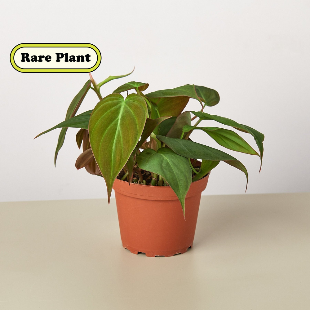 velour philodendron Philodendron 'Velvet' 6" Pot / Terracotta Eco Pot