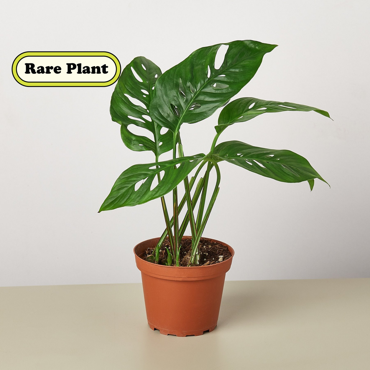 Monstera Adansonii - Swiss Cheese Plant