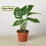 Monstera Adansonii - Swiss Cheese Plant