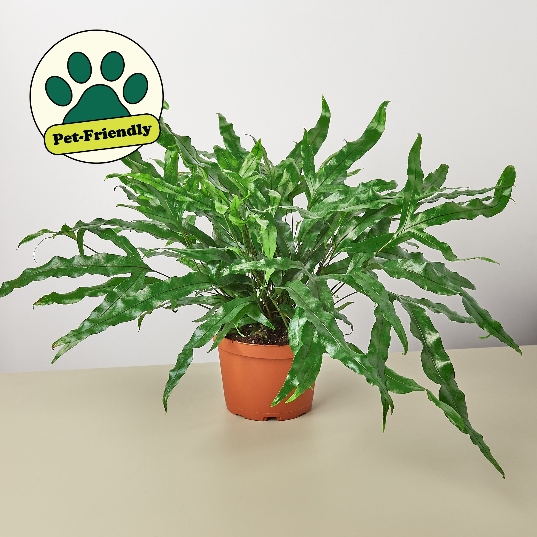 kangaroo paw indoor plant The Snobby Leaf | Fern 'Kangaroo Paw' - 4 inch Nursery Pot