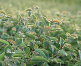 Allegheny Serviceberry Tree