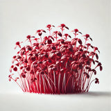 Amaranth Garnet Red Microgreens Seeds with Grow Mat