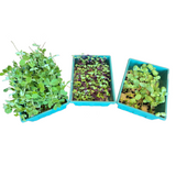 Microgreens Nursery with Adjustable Vents – Compact Seed Starting Dome