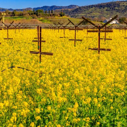 Napa Valley Wildflower Co Mustard Cover Crop Seed Blend – 9 oz
