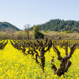 Napa Valley Wildflower Co Mustard Cover Crop Seed Blend – 9 oz