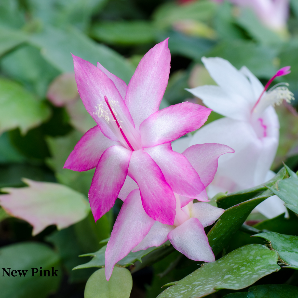 Thanksgiving Cactus – Schlumbergera Truncata 'Christmas Cactus' | Crab Cactus Houseplant