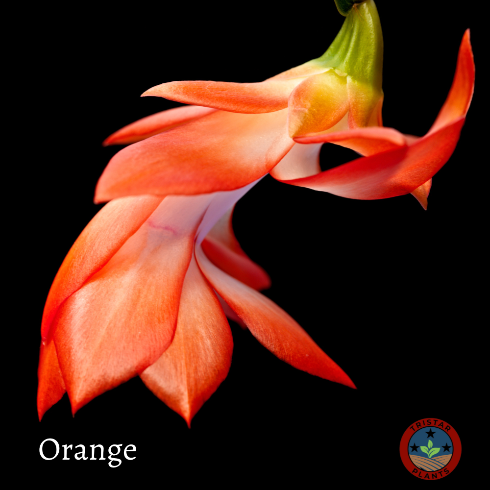 Thanksgiving Cactus – Schlumbergera Truncata 'Christmas Cactus' | Crab Cactus Houseplant