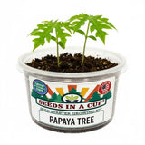 Papaya Grow Kit  | Seeds In A Cup®