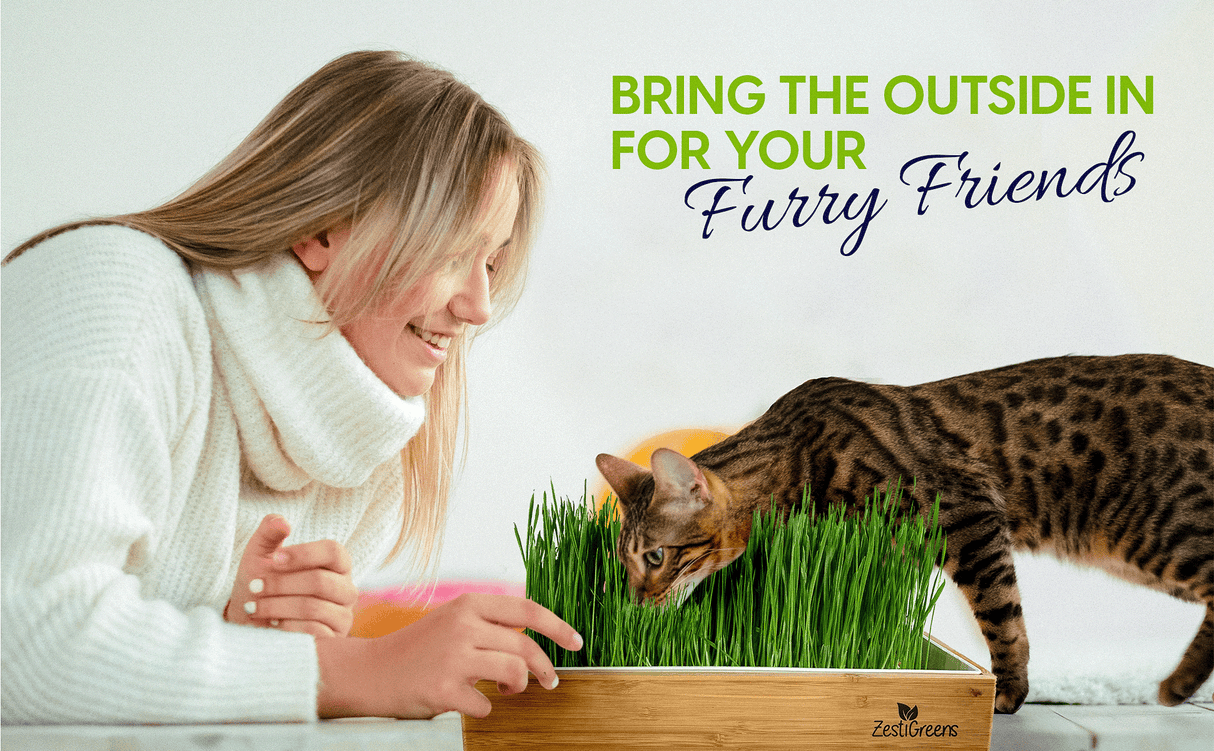 ZestiGreens Self-Watering Cat Grass Kit – Organic Wheatgrass Growing Tray with Hemp Mat