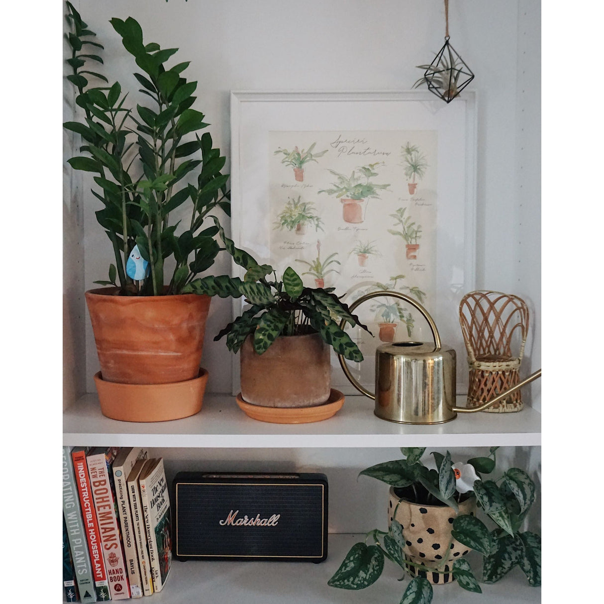 Plant Species Poster – Watercolor Botanical Art by Veronica Schmitt