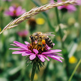 Napa Valley Wildflower Co Pollinator Garden Wildflower Seed Mix