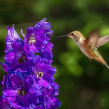 Napa Valley Wildflower Co Pollinator Garden Wildflower Seed Mix