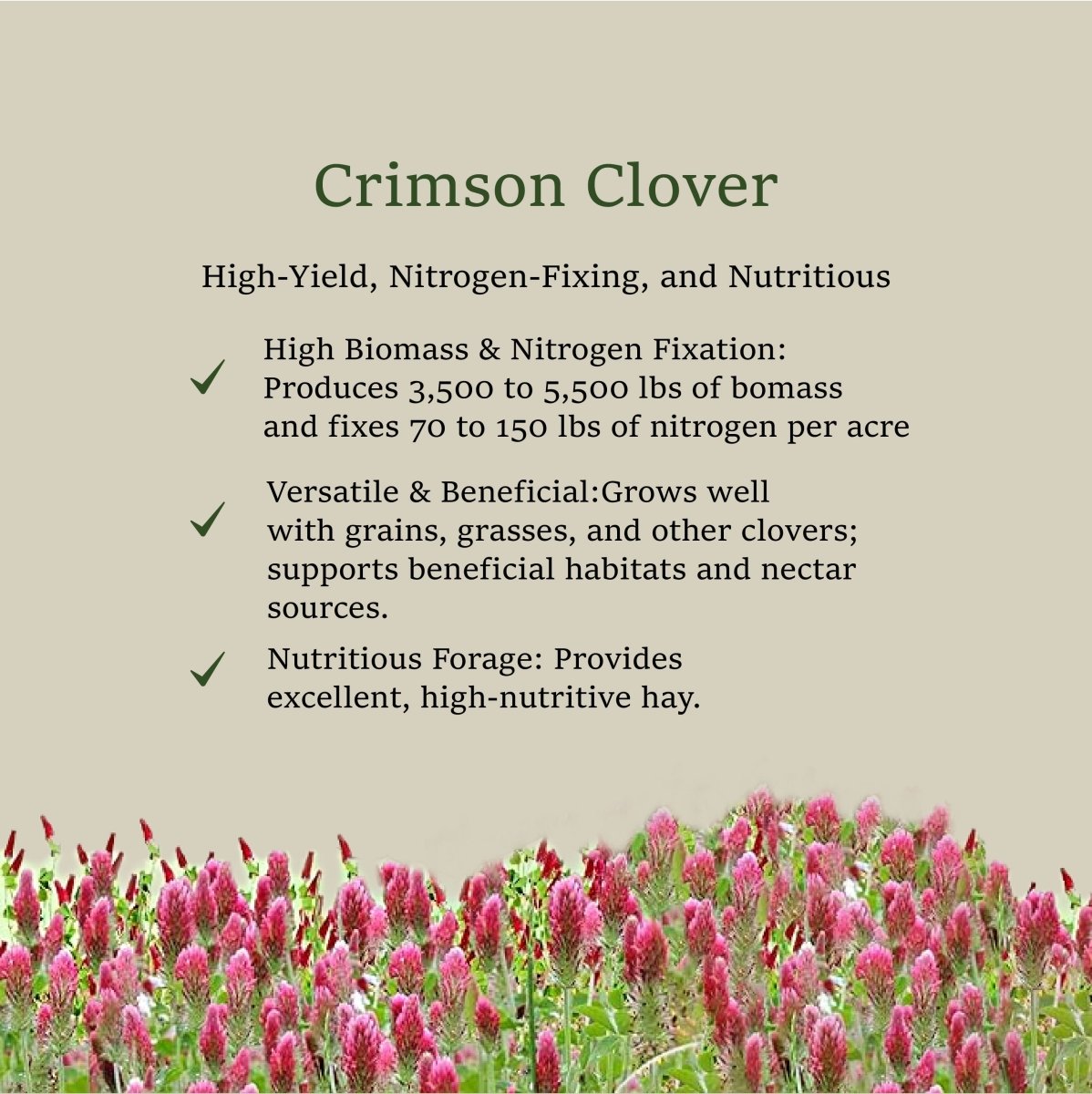 Napa Valley Wildflower Co Crimson Clover Cover Crop Seed – 1 oz