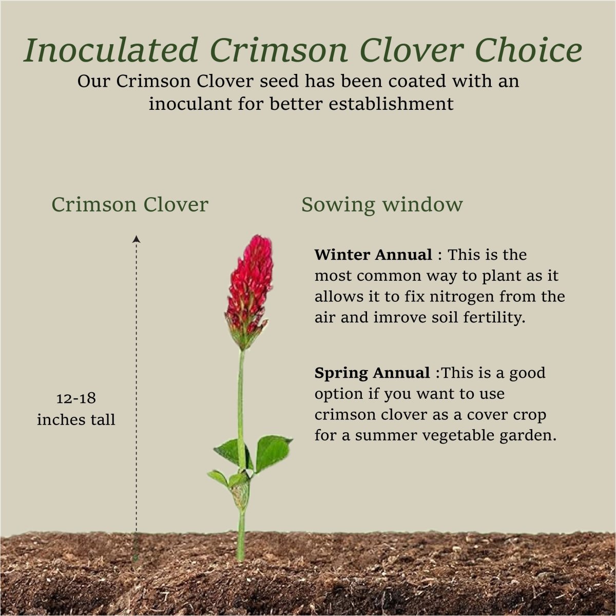 Napa Valley Wildflower Co Crimson Clover Cover Crop Seed – 1 oz