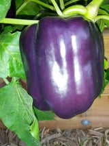 Purple Beauty Pepper Seeds