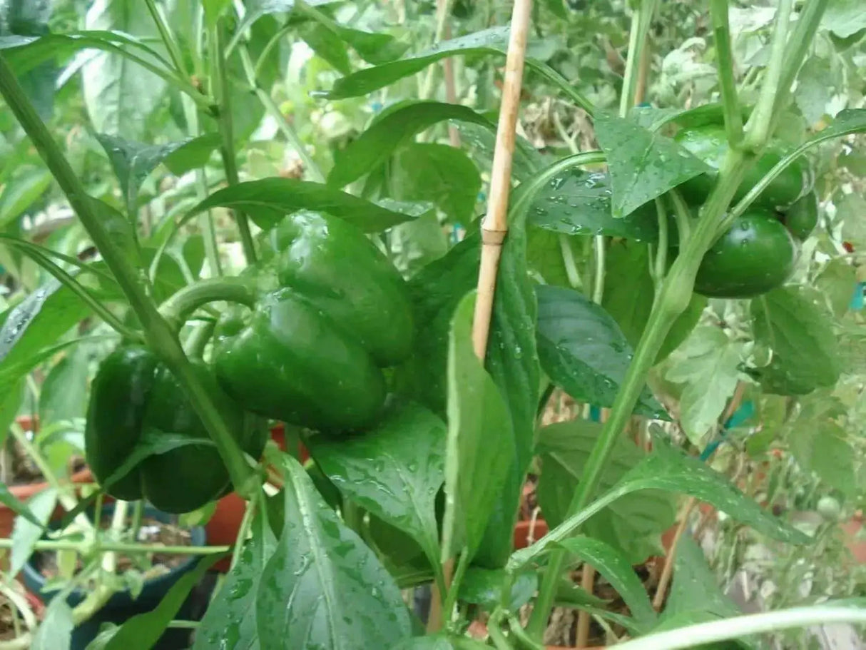 Purple Beauty Pepper Seeds