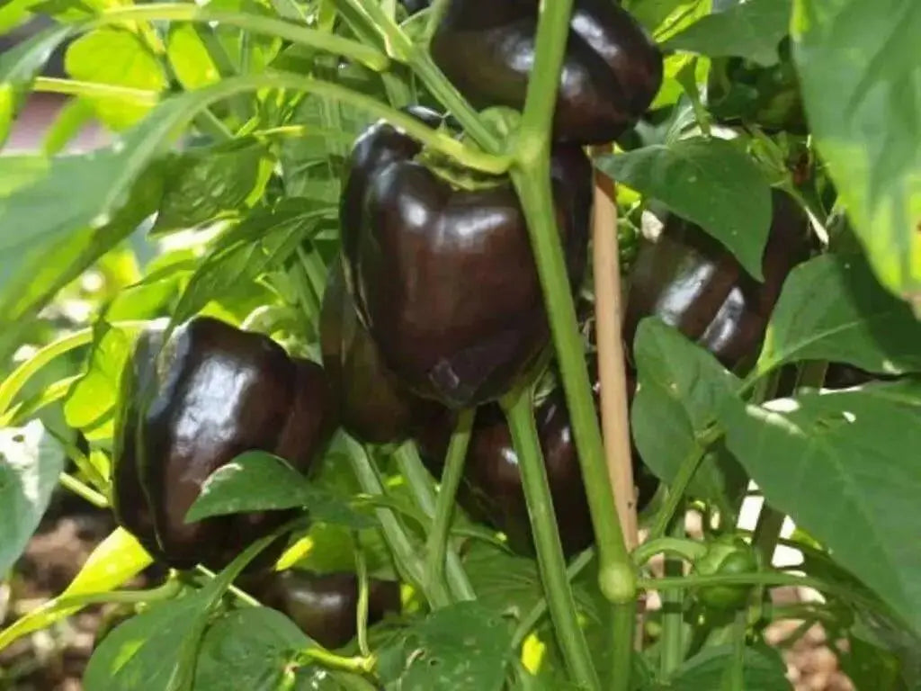 Purple Beauty Pepper Seeds