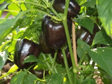 Purple Beauty Pepper Seeds