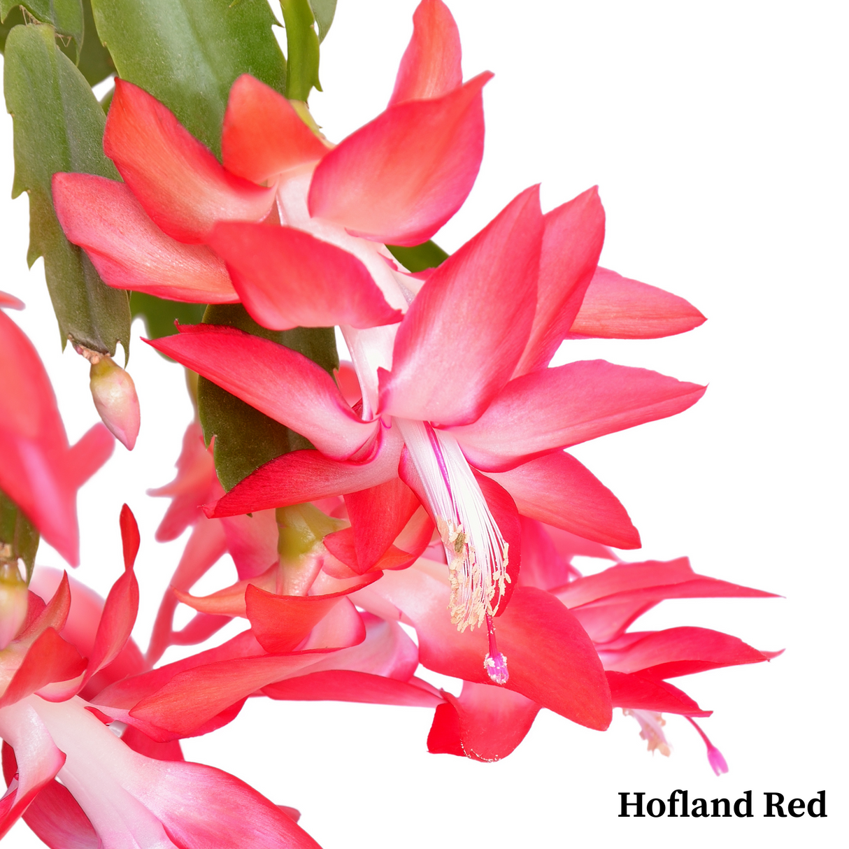 Thanksgiving Cactus – Schlumbergera Truncata 'Christmas Cactus' | Crab Cactus Houseplant