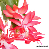 Thanksgiving Cactus – Schlumbergera Truncata 'Christmas Cactus' | Crab Cactus Houseplant