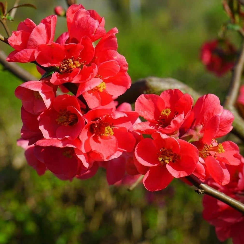 Flowering Quince ‘Spitfire’ – Chaenomeles speciosa