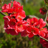 Flowering Quince ‘Spitfire’ – Chaenomeles speciosa