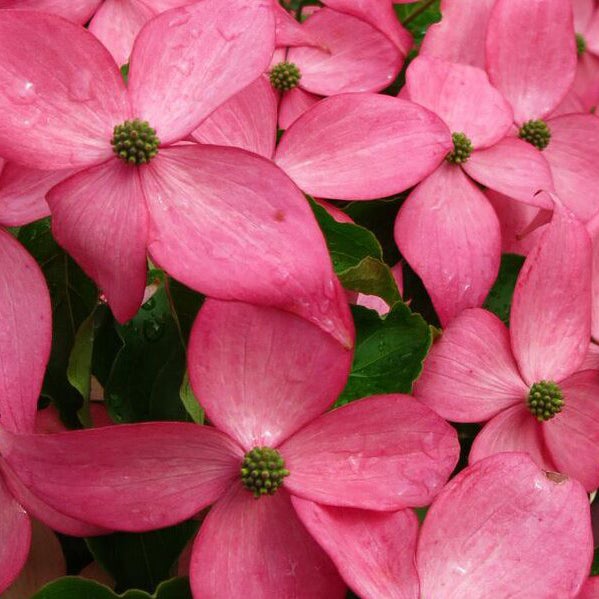 Scarlet Fire® Flowering Dogwood Tree