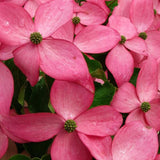 Scarlet Fire® Flowering Dogwood Tree
