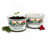 Lemon Balm Grow Kit  |  Seeds In A Cup®