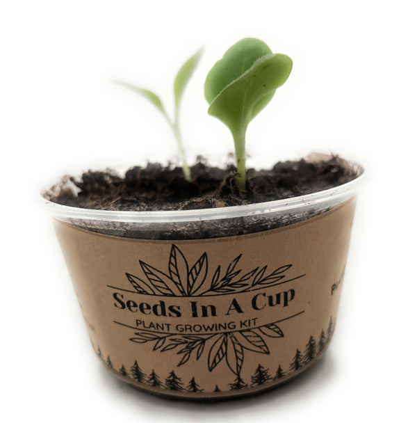 planting radish seeds indoors Radish | Plant Seed Starter Grow Kit
