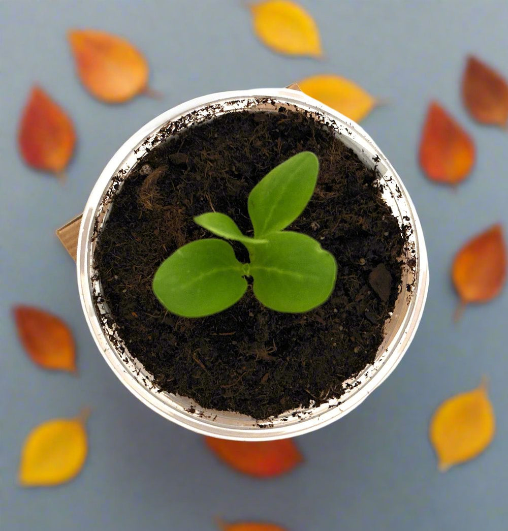 planting grass seed in a cup Seeds In A Cup® Original Veggie & Herb Grow Kit