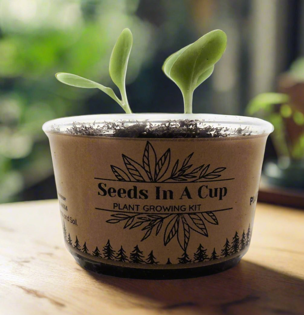 plantar seeds Seeds In A Cup® Original Veggie & Herb Grow Kit