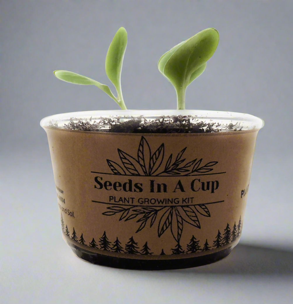 plantar seeds Seeds In A Cup® Original Herb Kit