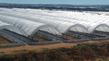 SOLARIG™ 156 Woven Poly Greenhouse Cover – 8 Mil, UV-Resistant